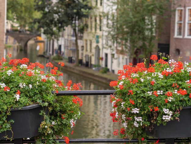 Flowering plants on railing against building