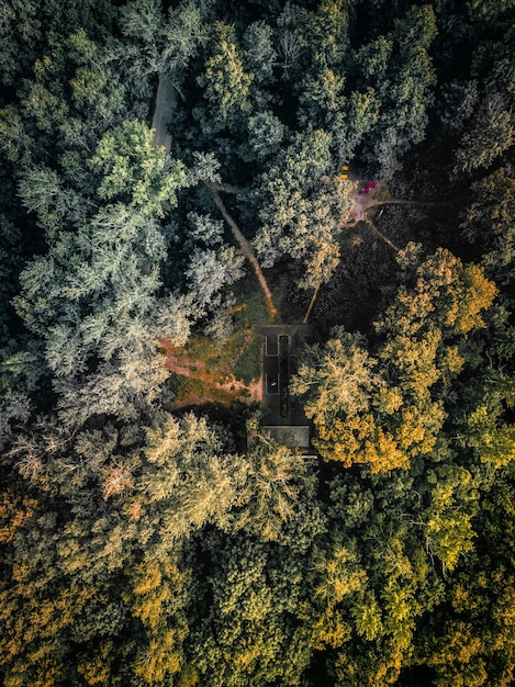 Photo flowering plants and trees in forest