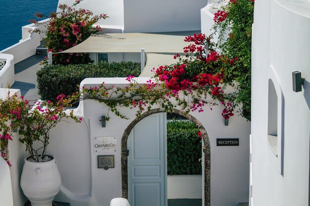 Flowering plants and white door of building