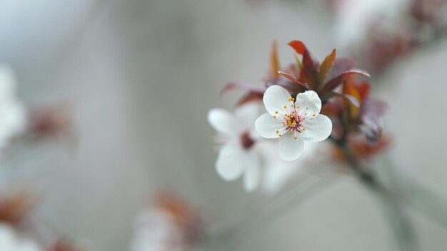 Photo flowering plum spring white flowers on a branch purple leaf plum blossoms