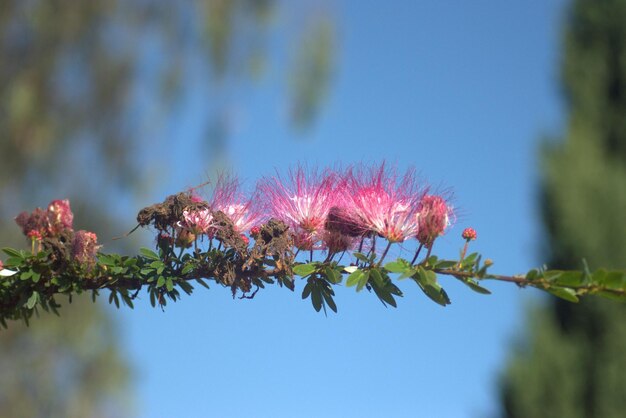 flowering plum stanley