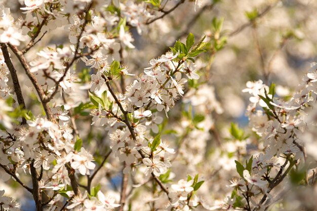 写真 晴れた日に開花プラム