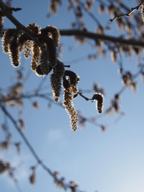 Flowering poplar on the sky background