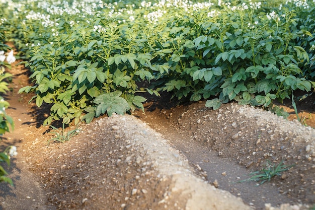 開花ジャガイモ畑ジャガイモ植物の農地