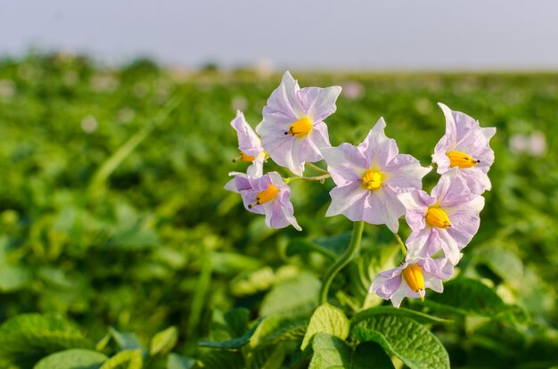 開花ジャガイモ畑。