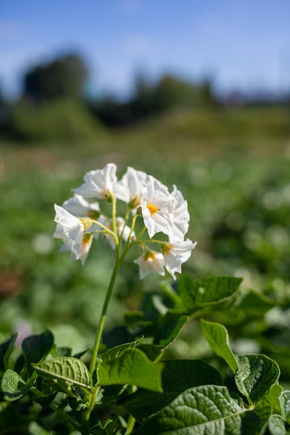 Flowering potato. Potato flowers blossom in sunlight grow in plant. White blooming potato flower