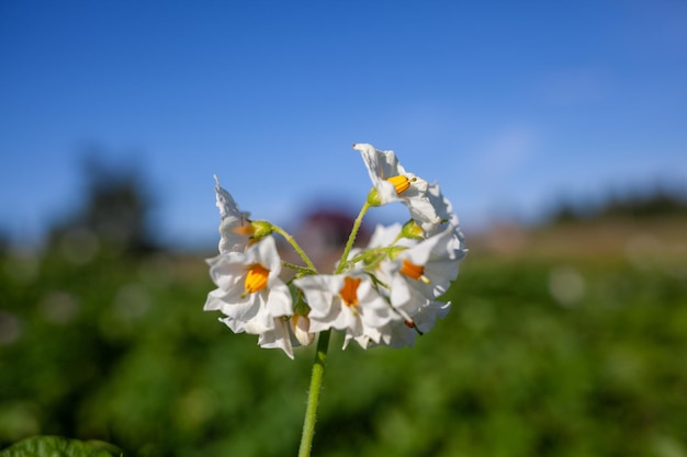 開花ジャガイモ。日光の下で咲くジャガイモの花は、植物で育ちます。白い咲くジャガイモの花