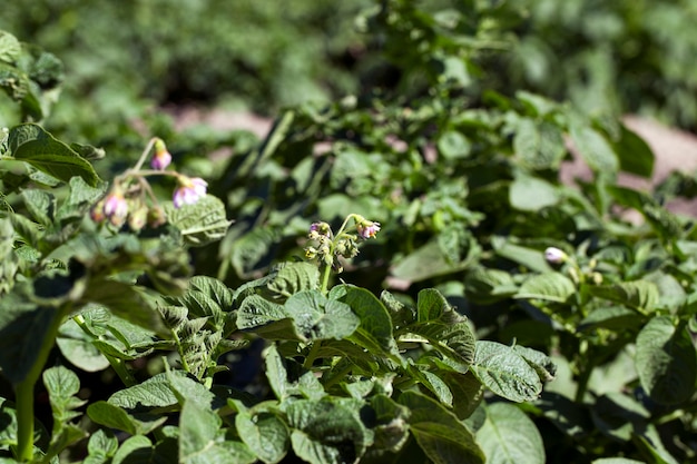 Patate in fiore, primo piano - fotografato vicino campo di fattoria di patate in fiore verde in estate