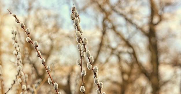 Flowering pussy willow branches on the sunset