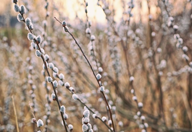 Flowering pussy willow branches on sunset