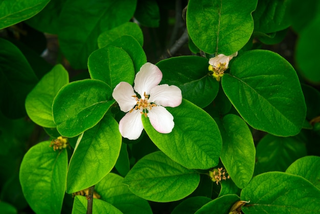 Flowering quince in garden