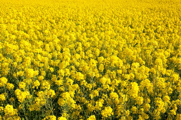 Flowering rape with yellow flowers