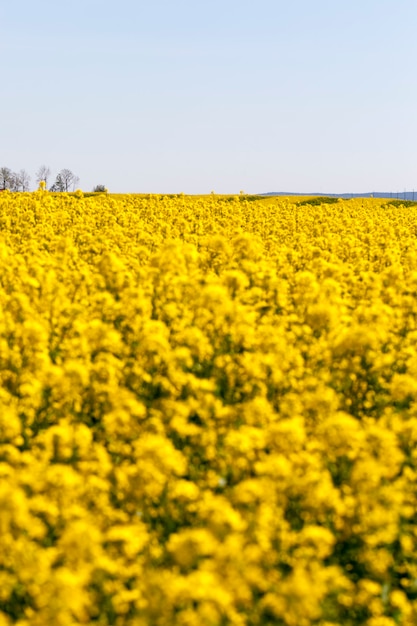 Flowering rapeseed with a lot of yellow flowers