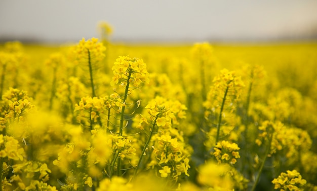 Flowering rapessed canola green energy plant oil industry blossoming nature soft focus