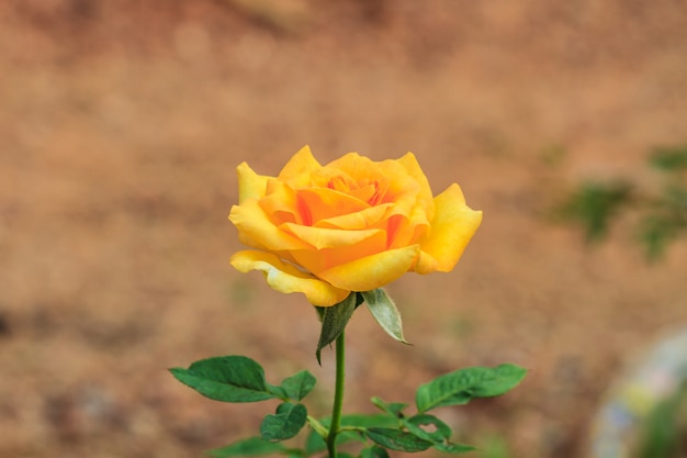 Flowering roses in the garden