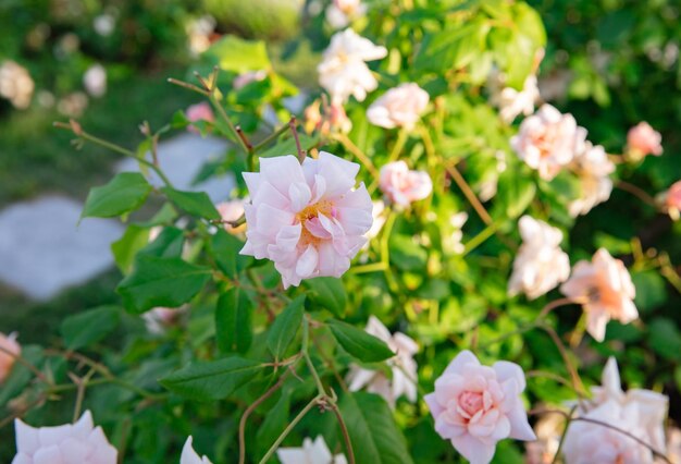 Flowering roses Queen of Sweden