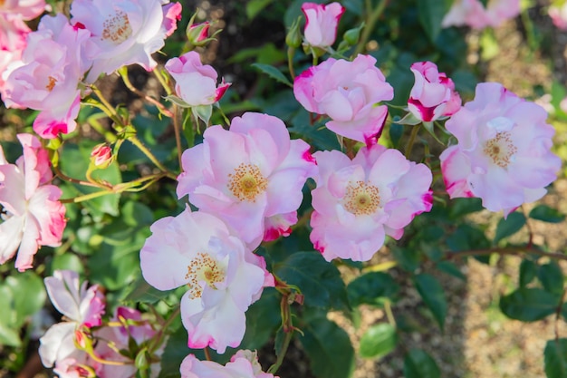 Flowering roses Queen of Sweden