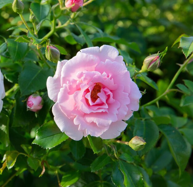 Flowering roses Queen of Sweden