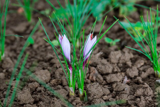 Pianta di zafferano in fiore raccolta dei fiori di croco per la spezia più costosa