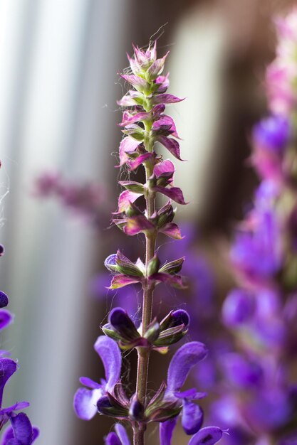 セージの花の開花便利で癒しの植物