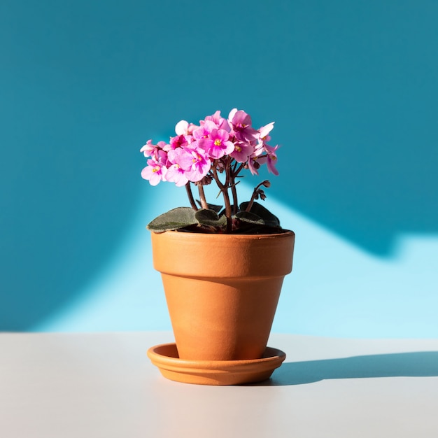 Flowering saintpaulia mini/african violet in terracotta clay plant pot on a table lit by sunlight on blue background