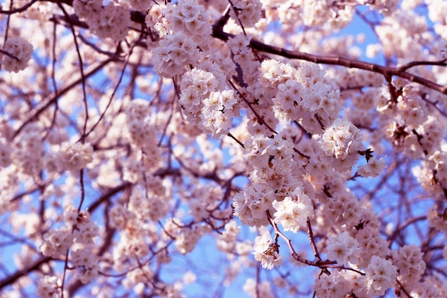 Цветущие ветки сакуры на фоне голубого неба весна