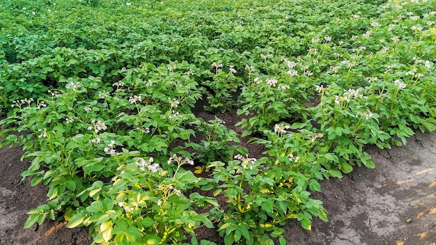 Flowering seedlings of potatoes in the field