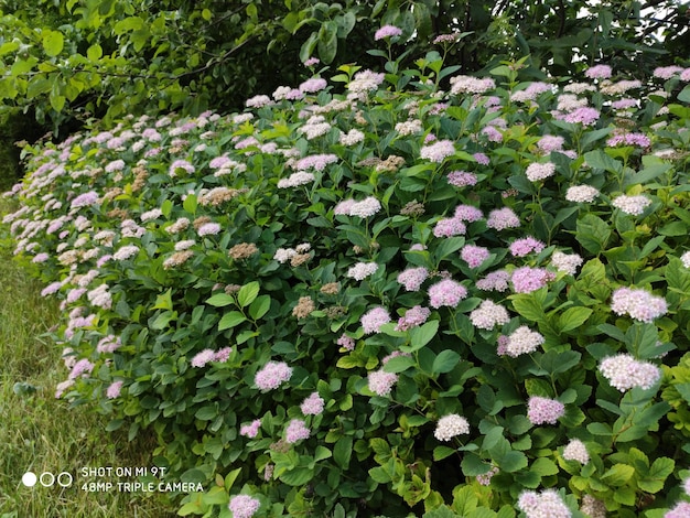 A flowering shrub with pink flowers 3047