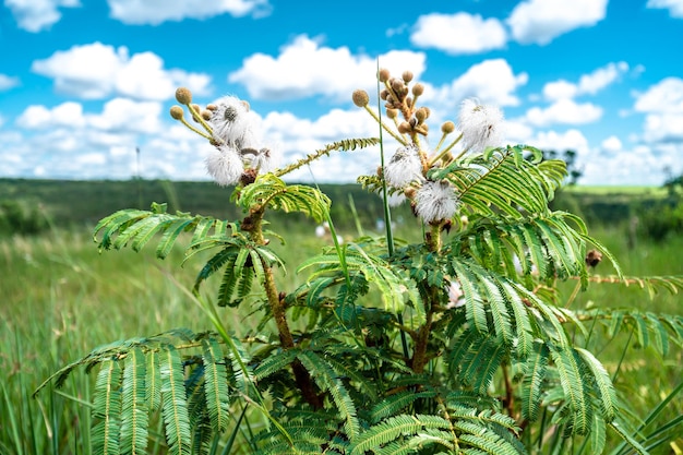 Arbusti da fiore in natura