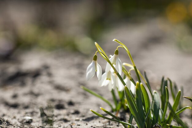 Flowering snowdrops in the garden The first spring flowers