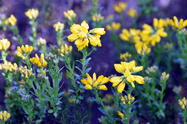 Flowering of Spanish gorse Genista hispanica