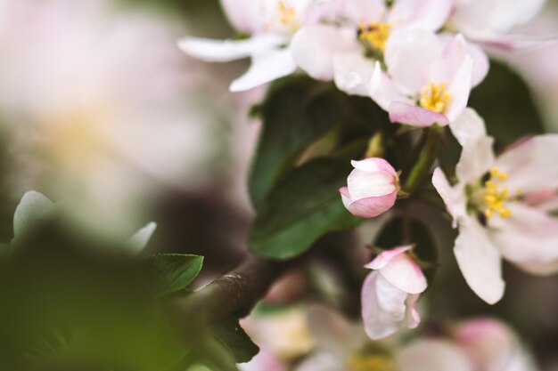 春に開花。美しい初期の花。