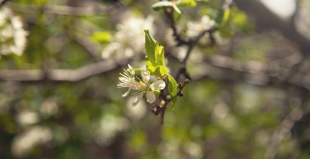 Flowering spring plums tree in garden.