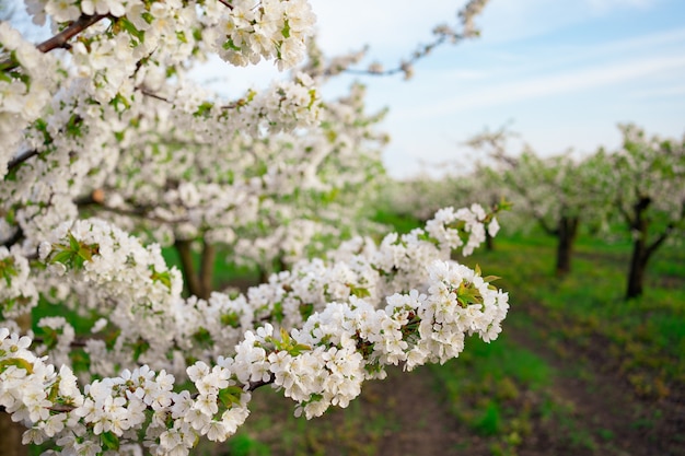 Flowering spring trees. the aroma of flowers in the orchard. aromatherapy. the beauty of nature.