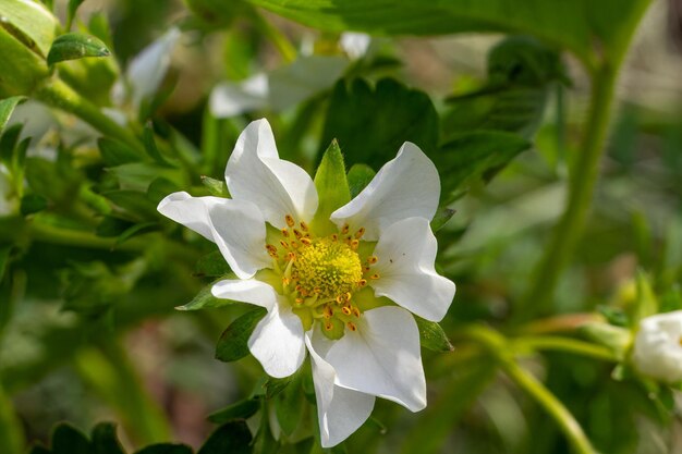 Flowering strawberry bush in the garden