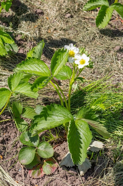 Photo flowering strawberry bush in the garden