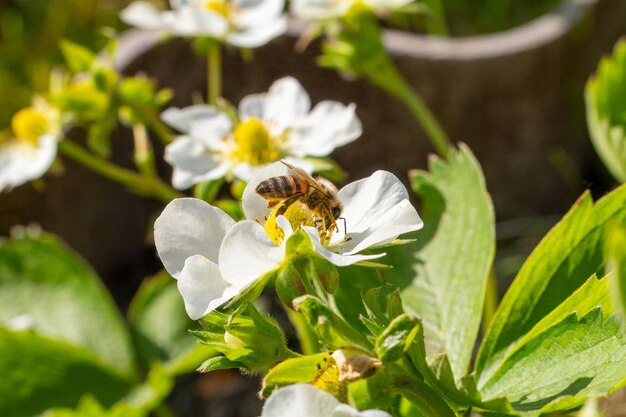 Flowering strawberry bush with a bee in the garden