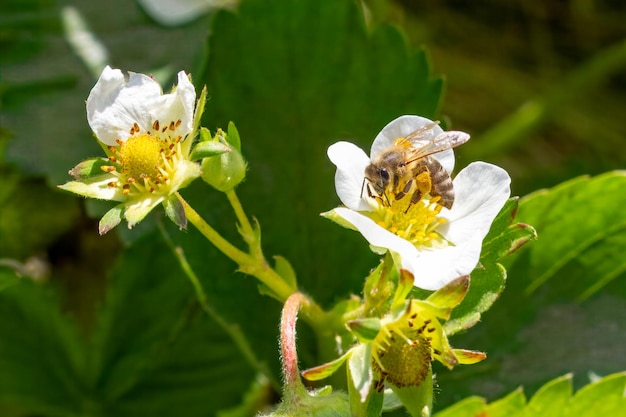 Photo flowering strawberry bush with a bee in the garden