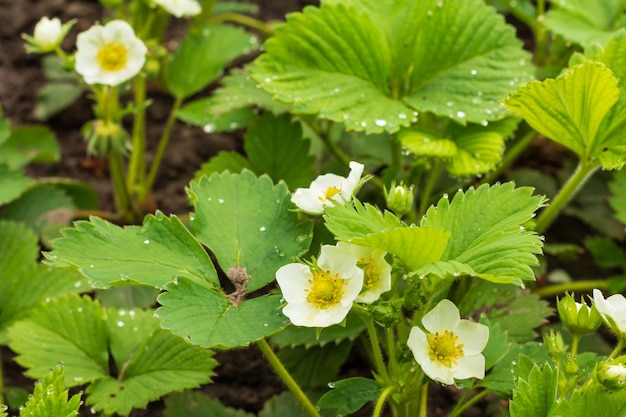 Cespugli di fragole in fiore in giardino in primavera