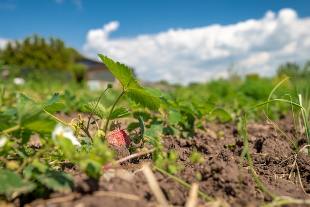 Flowering strawberry plant in the field