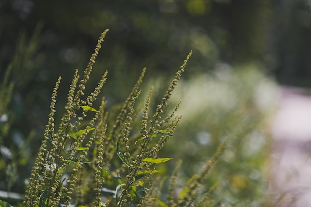 Flowering summer meadow grass in the blur 507