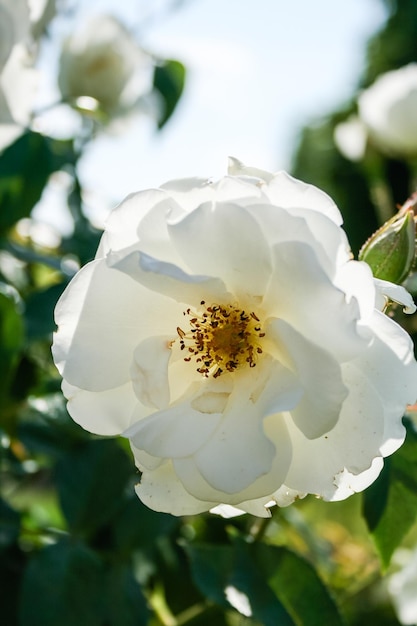 Flowering summer rose in bud