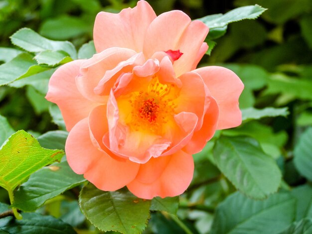 Flowering summer rose