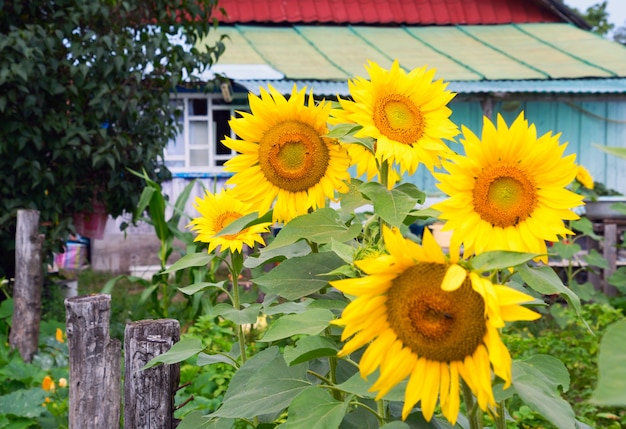 村の木造住宅の近くの庭で花が咲くひまわり。