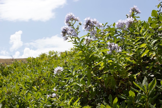 牧草地の顕花タバコ植物