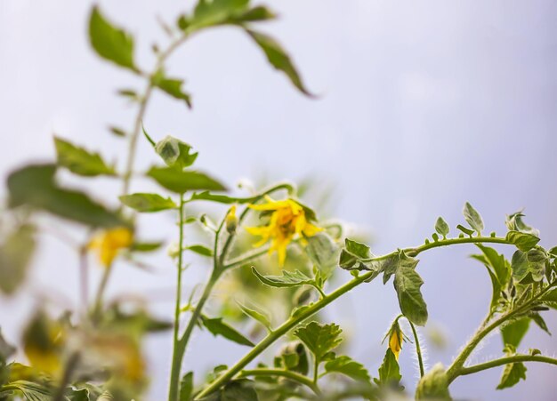 Piantine di pomodoro fiorite che crescono in serra in primavera