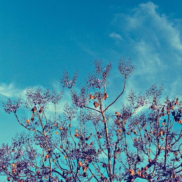Flowering tree against the sky