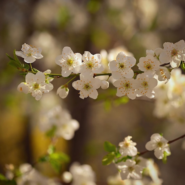 Flowering tree Beautiful spring background with nature Colorful flowers in spring time