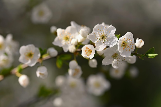 Flowering tree Beautiful spring background with nature Colorful flowers in spring time