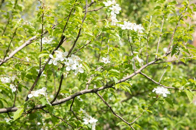 開花木の枝